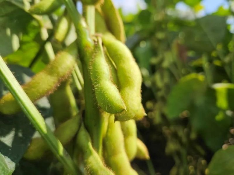 又是一年好“豐”景!衛(wèi)華數(shù)十萬畝良田豐收在即!